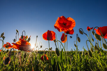 Beautiful romantic poppy flowers with sun star flare in a medow around Thun, Switzerland