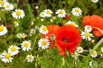 Beautiful romantic poppy and daisy flowers in a medow around Thun, Switzerland