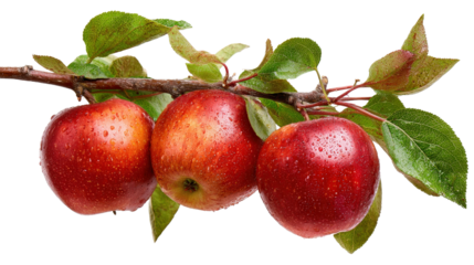 Close-up of fresh apples hanging on apple tree branch background isolated on a Transparent background, PNG file.