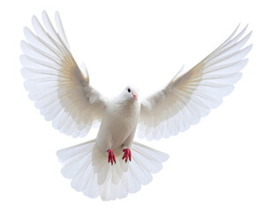 Obraz premium White Dove in Mid-Flight with Outstretched Wings on Transparent Background