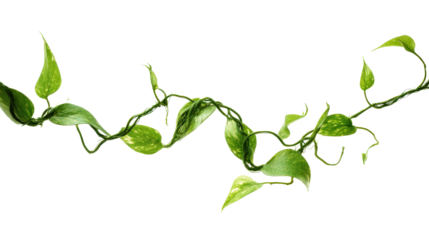 Close-up overhead image of twisting jungle vines background isolated on a Transparent background, PNG file.