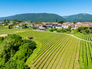 Pretty aerial view on Cortaillod with vineyard in the foreground in the in the canton of Neuchâtel in Switzerland
