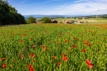 Stunning Poppy Flower field in the area around Avenches, Kanton Fribourg, Switzerland 