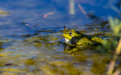 Pool frog (Pelophylax lessonae) in the harbour of Cortaillod at lake Neuchatel in the canton of Neuchâtel in Switzerland