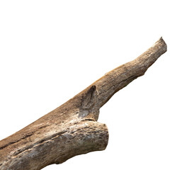 Dry tree branch isolated on white background