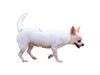 White chihuahua dog isolated on white background