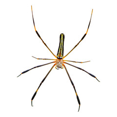 spider isolated on white background