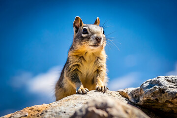 An attentive squirrel perches atop a rocky surface, its gaze fixed in the distance, set against a clear blue sky backdrop