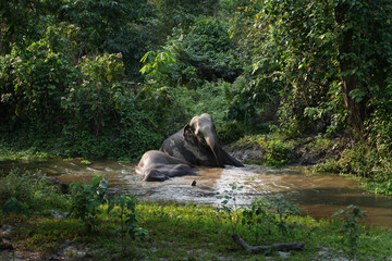 Elephants taking bath in a stream in Chilapata Forest, in West Bengal, India.