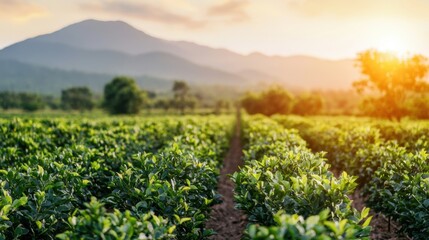 Obraz premium Lush green tea fields stretch towards distant mountains, illuminated by the warm glow of a sunset, creating a serene and picturesque landscape.