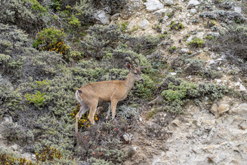 Odocoileus hemionus / Black-tailed deer. Hurricane Point Vista Point, California State Route 1, Monterey County, California

