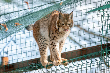 A medium-sized feline native to Eurasia. It belongs to the subfamily of small cats and the...