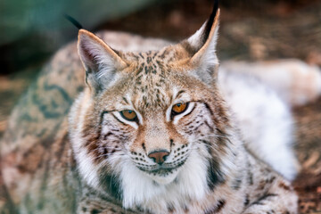 Obraz premium A medium-sized feline native to Eurasia. It belongs to the subfamily of small cats and the four-species genus of lynx. It is the largest feline in Europe and is a protected species.