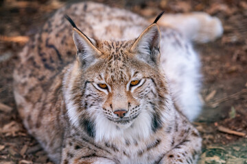 Obraz premium A medium-sized feline native to Eurasia. It belongs to the subfamily of small cats and the four-species genus of lynx. It is the largest feline in Europe and is a protected species.