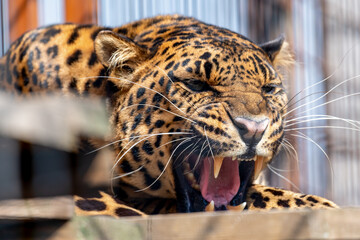 Naklejka premium It is a large cat. Leopards probably evolved in Africa about 3–4 million years ago, from where they spread to Asia and Europe. The leopard is a stocky cat with a large head and a long tail.