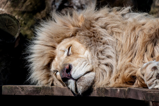 A mammal of the cat family and one of the five species of big cats. It is the second largest feline after the tiger. Lions show marked sexual dimorphism, the main feature of males being the mane.