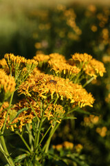 Honey bee on bright yellow wildflowers