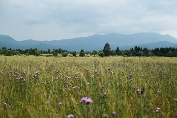 Blooming summer field with mountain backdrop