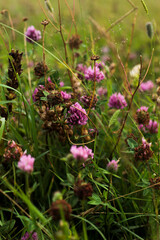 Wild meadow clover flowers in summer field