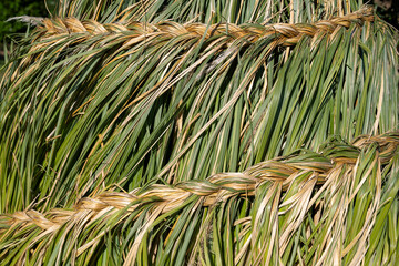 Deutschland, Nordrhein-Westfalen, Pampasgras, Cortaderia selloana, Blätter, gebunden