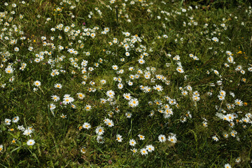 Blooming daisy meadow in summer sunlight