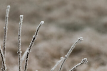 Here is a detailed closeup image showcasing a beautiful plant that is delicately coated with frost...
