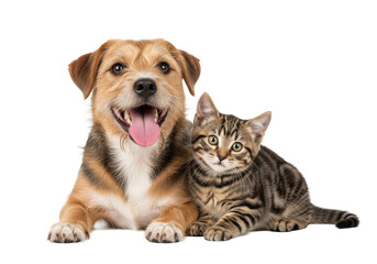 Fototapeta premium Happy shaggy terrier mix dog and fluffy brown tabby kitten, nestled on a transparent studio background with soft high-key lighting and copy space, concept of interspecies pet friendship