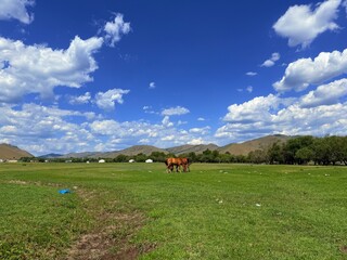 Grazing livestock and nomadic yurts on Mongolian steppe near Ulaanbaatar, captured during a horse...