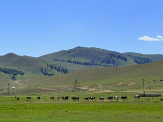 Grazing livestock and nomadic yurts on Mongolian steppe near Ulaanbaatar, captured during a horse...