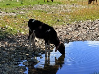 Grazing livestock and nomadic yurts on Mongolian steppe near Ulaanbaatar, captured during a horse...