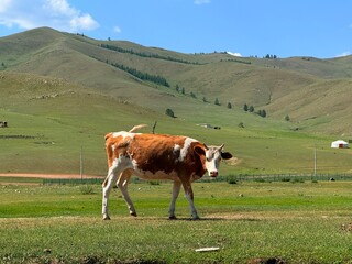 Grazing livestock and nomadic yurts on Mongolian steppe near Ulaanbaatar, captured during a horse...