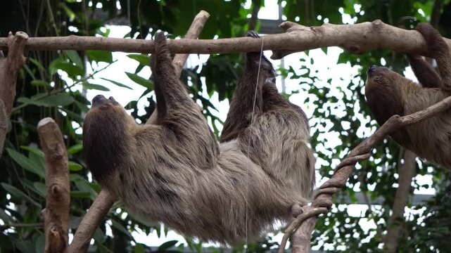 Two-toed sloth, animal