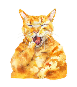 Sleepy Orange Tabby Cat
