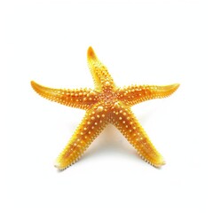 Bright yellow starfish, isolated on white