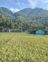 Scenic rural landscape with lush rice fields, traditional houses, and forested mountains under a...