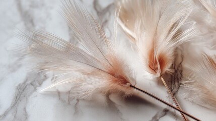 Delicate beige feathers on marble surface with soft texture and elegance