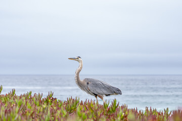 The great blue heron (Ardea herodias) is a large wading bird in the heron family Ardeidae. 17-Mile Drive on the Monterey Peninsula in California