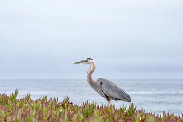 The great blue heron (Ardea herodias) is a large wading bird in the heron family Ardeidae. 17-Mile Drive on the Monterey Peninsula in California