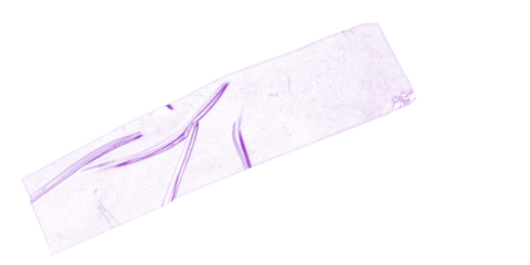 A purple rectangular shape with a textured surface against a stark black background in a simple image