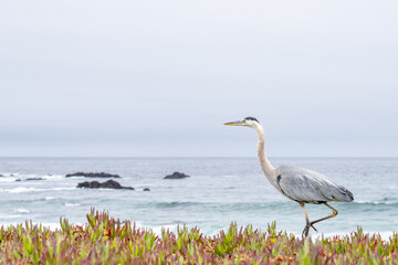The great blue heron (Ardea herodias) is a large wading bird in the heron family Ardeidae. 17-Mile Drive on the Monterey Peninsula in California