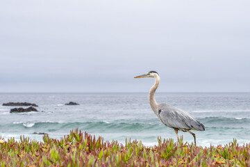 The great blue heron (Ardea herodias) is a large wading bird in the heron family Ardeidae. 17-Mile Drive on the Monterey Peninsula in California