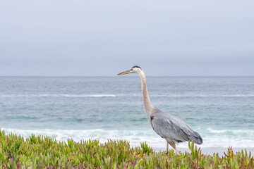 The great blue heron (Ardea herodias) is a large wading bird in the heron family Ardeidae. 17-Mile Drive on the Monterey Peninsula in California