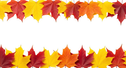 Obraz premium Meticulously arranged border of fresh autumn maple leaves in vibrant yellow, orange, red gradient with distinct veins on transparent background with copy space, flat lay, bright studio lighting,