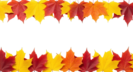 Meticulously arranged border of fresh autumn maple leaves in vibrant yellow, orange, red gradient with distinct veins on transparent background with copy space, flat lay, bright studio lighting,