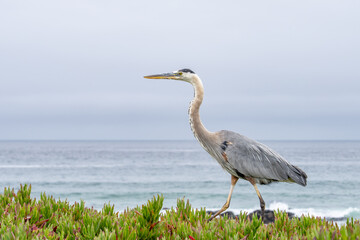 The great blue heron (Ardea herodias) is a large wading bird in the heron family Ardeidae. 17-Mile Drive on the Monterey Peninsula in California