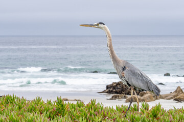 The great blue heron (Ardea herodias) is a large wading bird in the heron family Ardeidae. 17-Mile Drive on the Monterey Peninsula in California