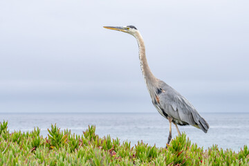 The great blue heron (Ardea herodias) is a large wading bird in the heron family Ardeidae. 17-Mile Drive on the Monterey Peninsula in California