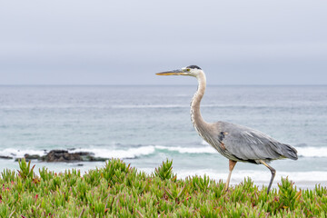 The great blue heron (Ardea herodias) is a large wading bird in the heron family Ardeidae. 17-Mile Drive on the Monterey Peninsula in California