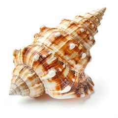 Detailed close-up of a seashell, light beige, brown, and white spiral