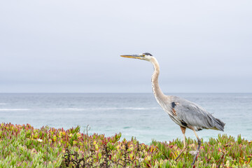 The great blue heron (Ardea herodias) is a large wading bird in the heron family Ardeidae. 17-Mile Drive on the Monterey Peninsula in California